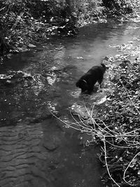 Cat in water