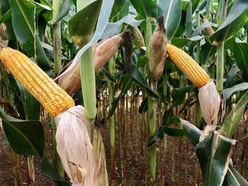 Close-up of corn on field