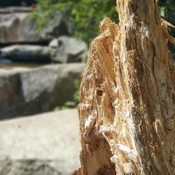 Close-up of tree trunk