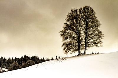 Trees on snow covered field against sky