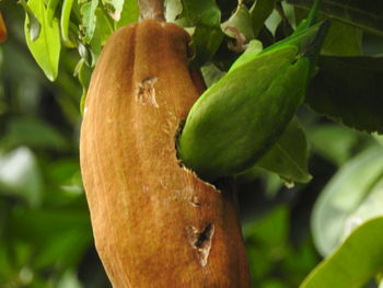 Close-up of caterpillar on tree