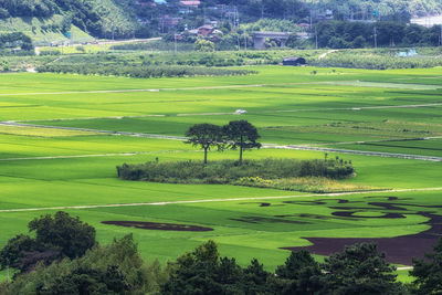 Couple pine trees amongst rice paddies in hadong pyeongsari region in south korea.