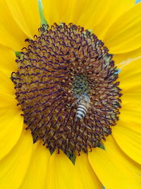 Close-up of yellow sunflower