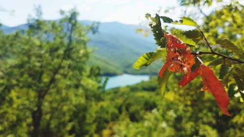 Close-up of insect on plant