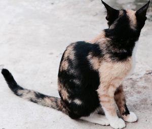 Close-up of cat sitting outdoors