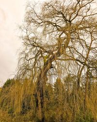 Trees on landscape against sky