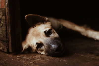 Close-up of a dog looking away