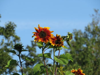 Close-up of yellow flowering plants against clear sky