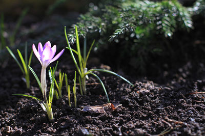 Close-up of purple crocus flowers on field