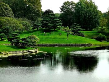 Scenic view of lake in garden