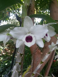 Close-up of white flowers growing on tree