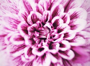 Full frame shot of purple flower