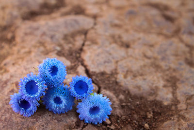 Close-up of blue on beach