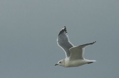 Low angle view of birds in flight