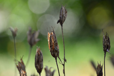 Close-up of dry plant against blurred background