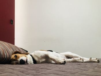 View of dog sleeping at home