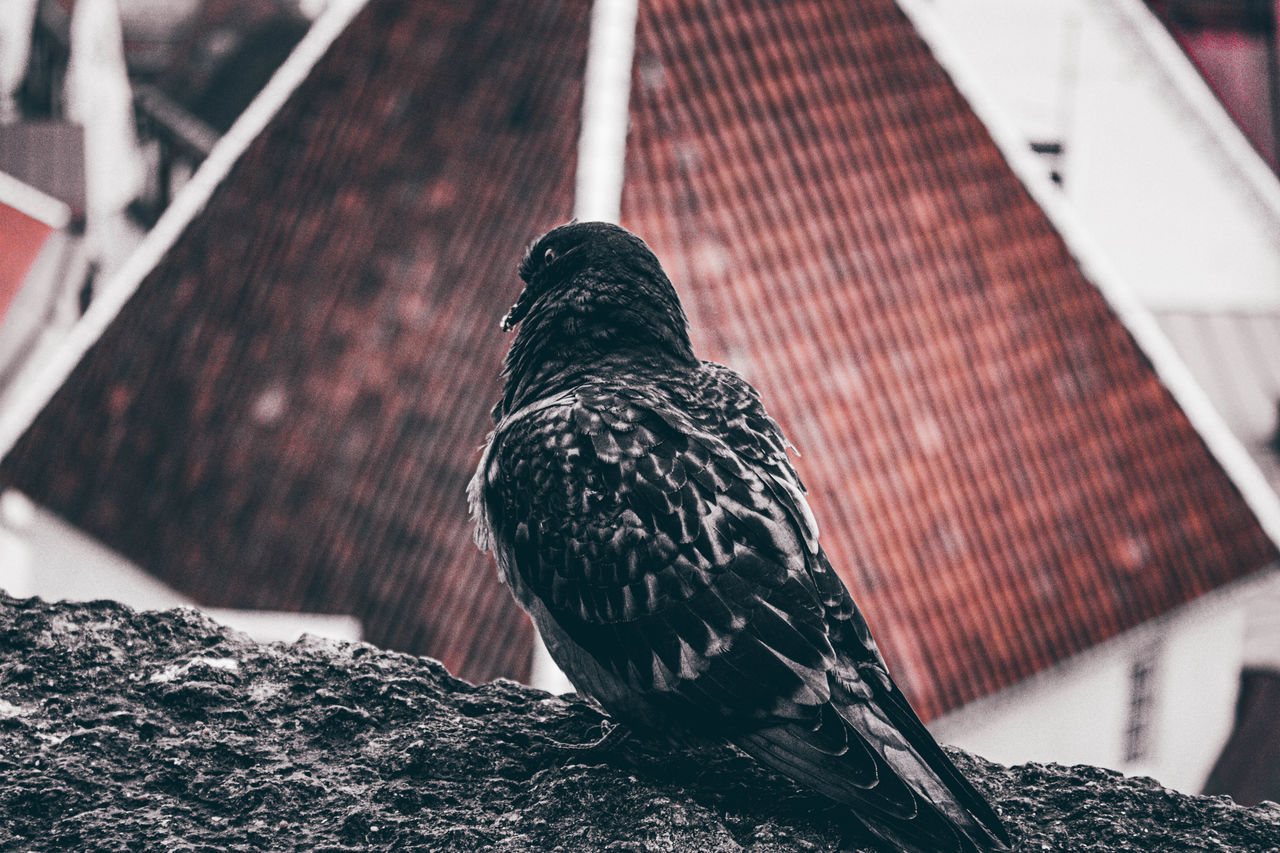 CLOSE-UP OF A BIRD PERCHING ON WOOD