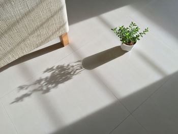 High angle view of plant on table