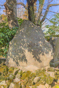 Low angle view of rocks against trees