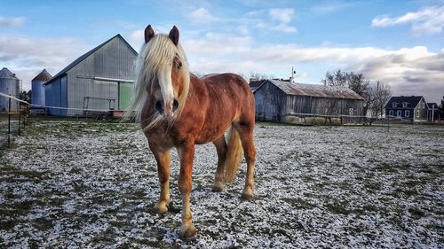 Horse standing on field against sky