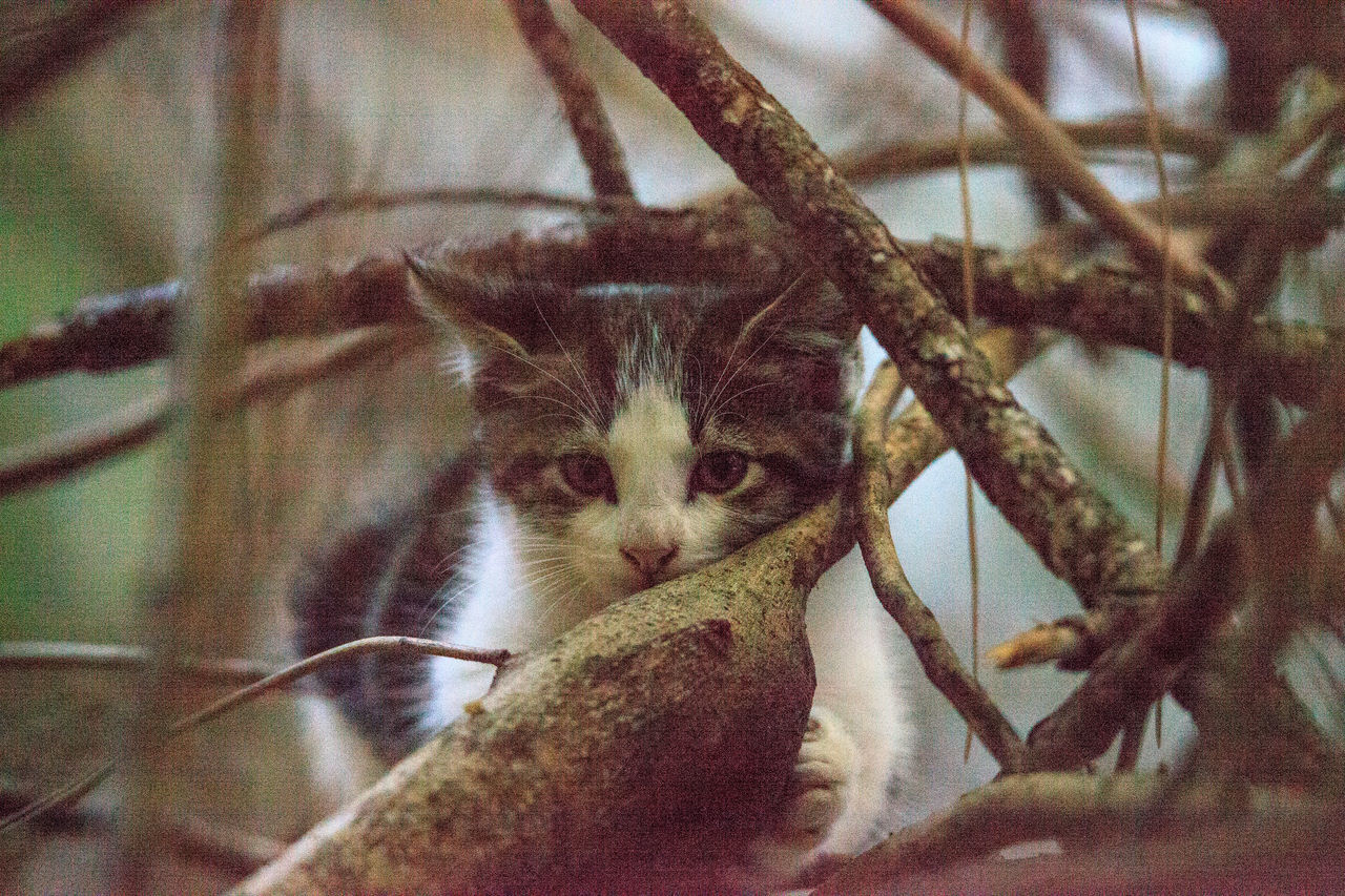 CLOSE-UP PORTRAIT OF A CAT ON A TREE