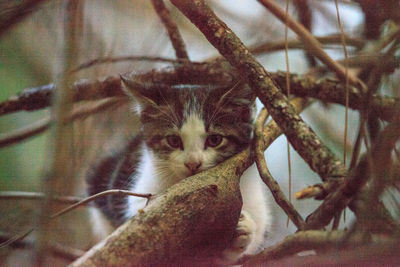 Close-up portrait of a cat