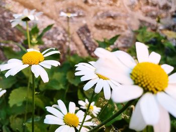 Close-up of white daisy flowers