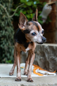 Portrait of a dog looking away