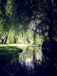 Reflection of trees in lake