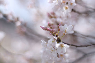 Close-up of white cherry blossom tree