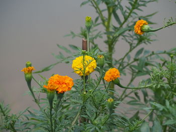 Close-up of yellow flowers blooming outdoors