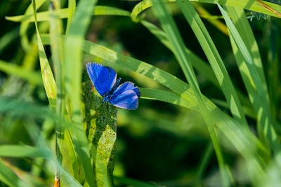 Close-up of butterfly on purple flower