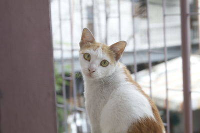 Close-up portrait of a cat