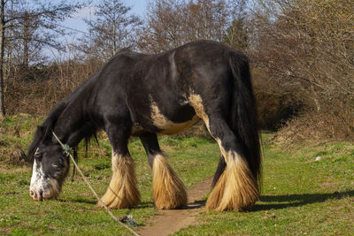 Horse grazing in a field