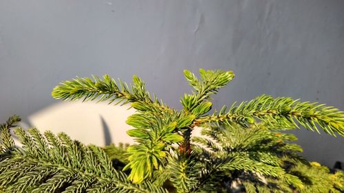 Close-up of fresh green plants against water