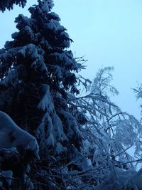 Close-up of tree against clear sky during winter