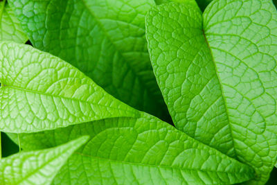 Full frame shot of green leaves