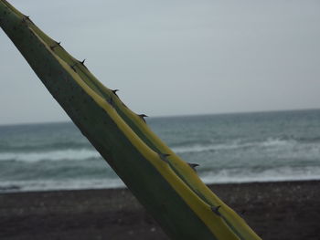 Close-up of lizard on beach against sky