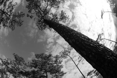 Low angle view of trees against sky