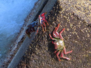 High angle view of crab on beach