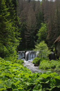Plants and trees by waterfall in forest