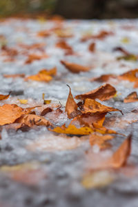 Close-up of maple leaves