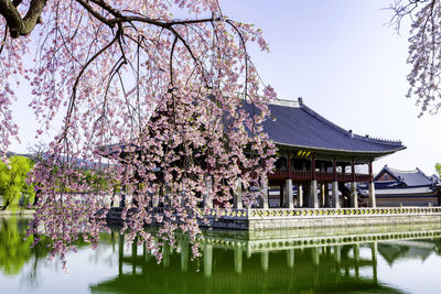 Cherry tree by lake against sky