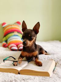 Close-up of a dog