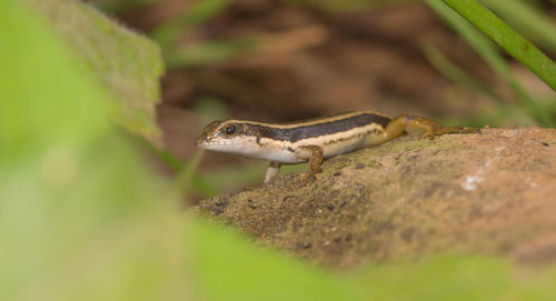 Close-up of lizard on land
