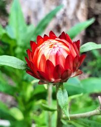 Close-up of red flower blooming outdoors