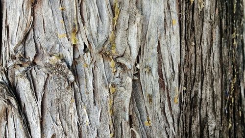 Full frame shot of tree trunk