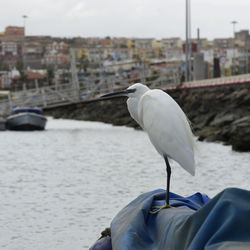 Seagull on a city