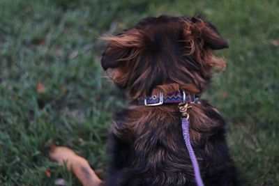 A beautiful german sheppard dog eagerly looks over the park during an evening walk. 