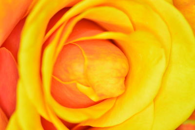 Close-up of fresh yellow rose blooming outdoors